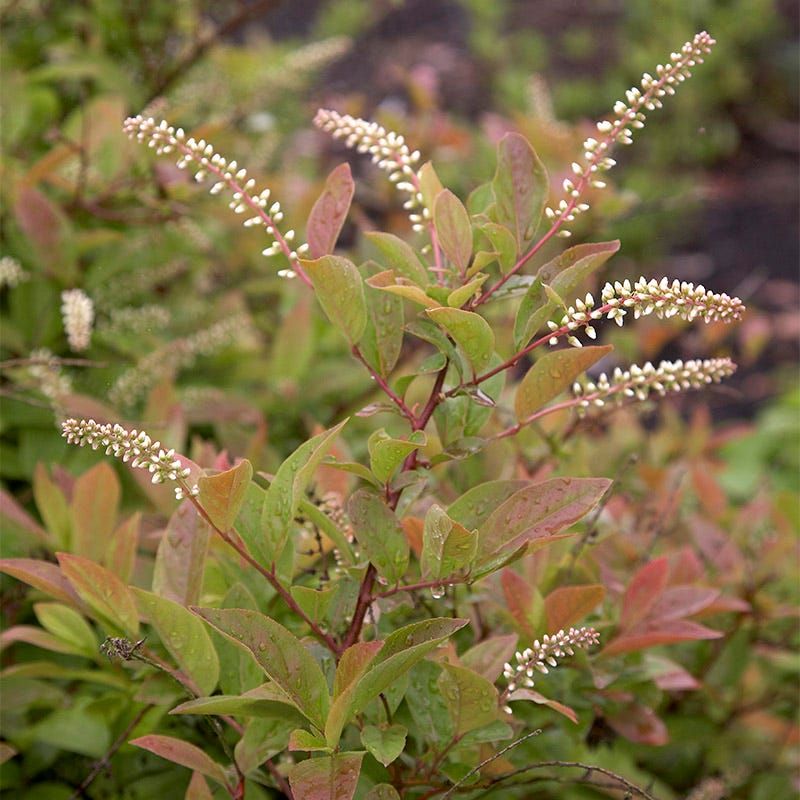 Virginia Sweetspire Offers Graceful Form And Fiery Fall Color