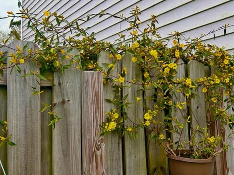 Carolina Jessamine Stays Manageable And Blooms Bright In Spring