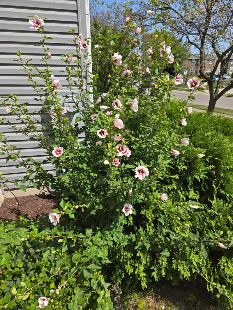 Rose Of Sharon Spreads Too Easily