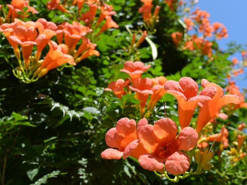 Trumpet Vine Spreads Aggressively And Attracts Unwanted Growth