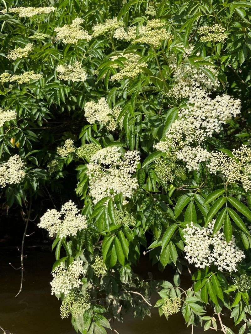American Elderberry Supports Wildlife With Berries
