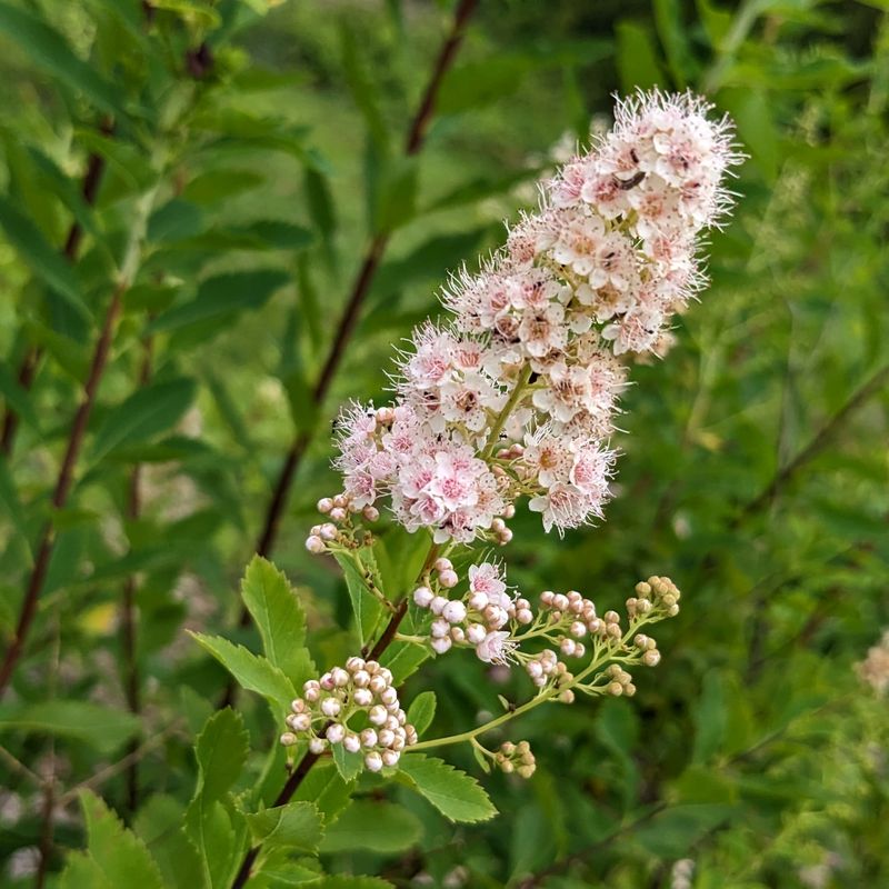 Meadowsweet (Spiraea Alba)