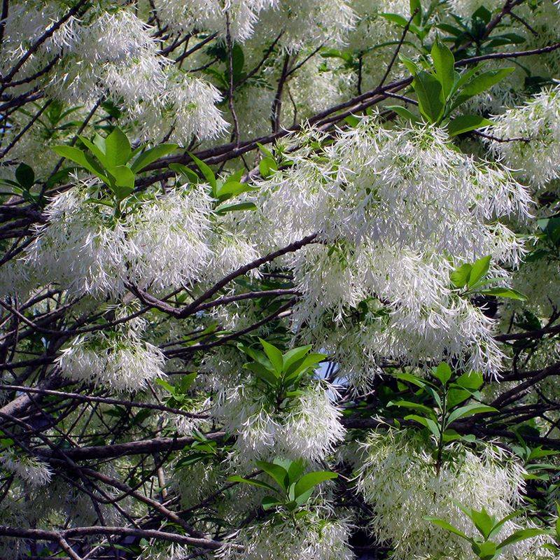 Fringe Tree (Chionanthus virginicus)