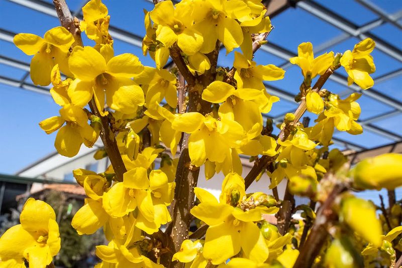 Forsythia Is Blooming Now, So Leave It Be