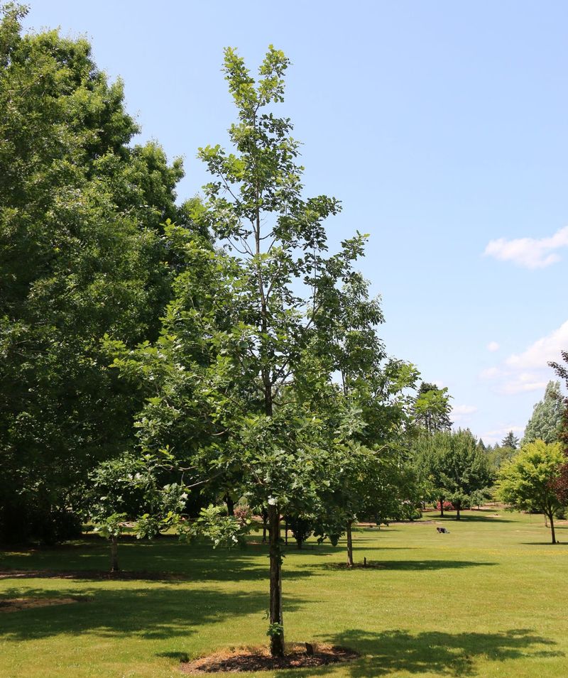 Tolerates Urban Conditions And Road Salt