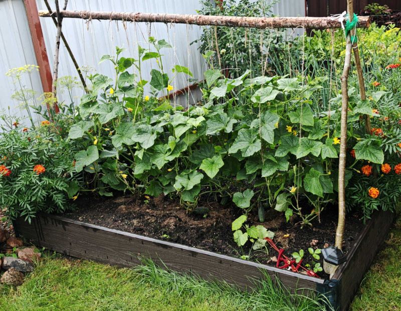 String Trellis On A Frame