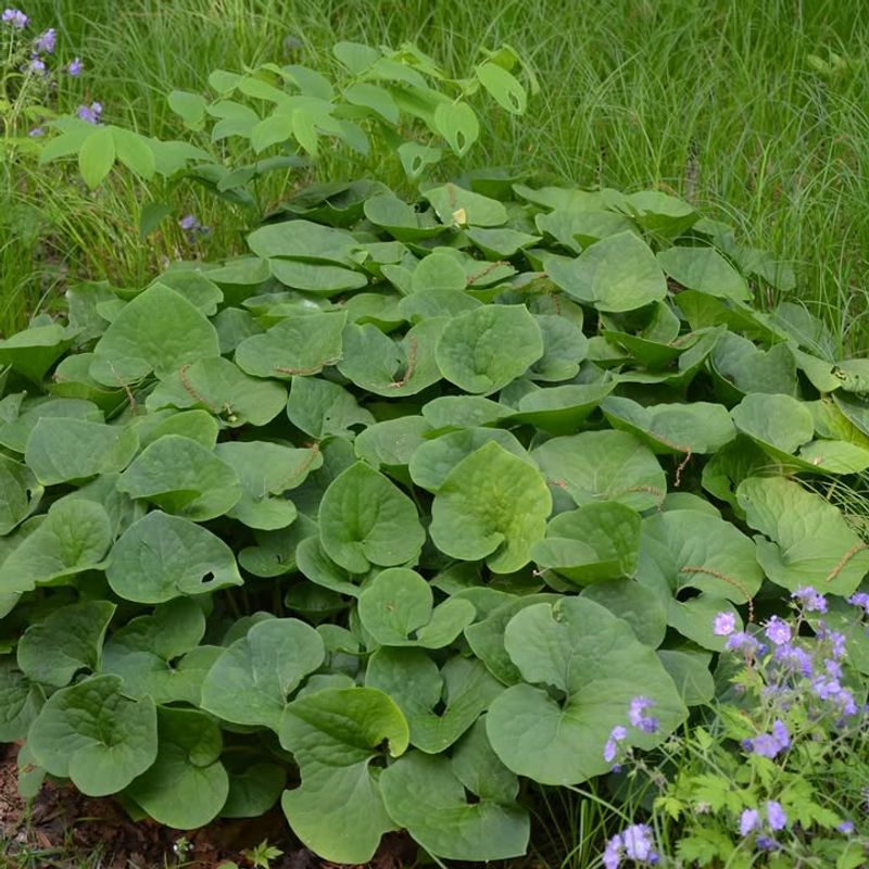 Wild Ginger Spreads Slowly In Deep Shade