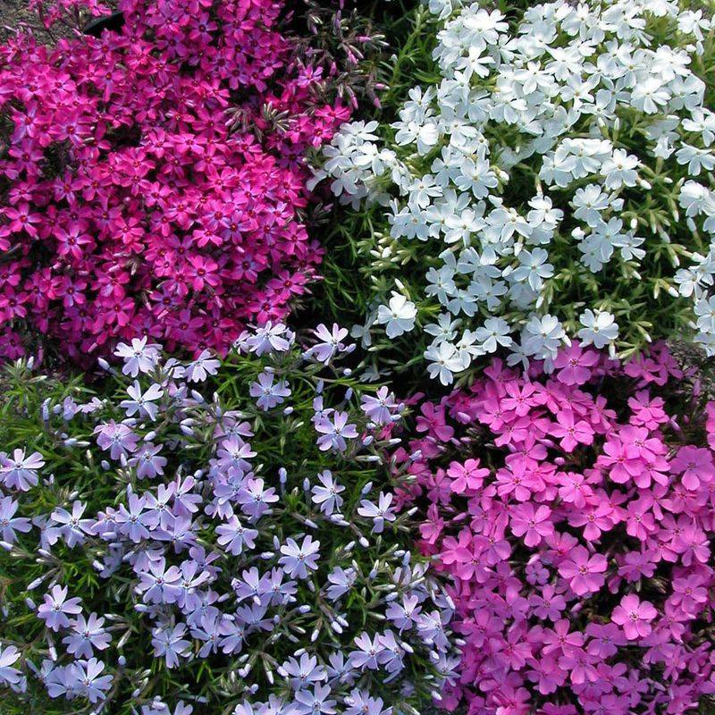 Both Phlox Types Have Value, But Woodland Phlox Is More Reliable In Michigan