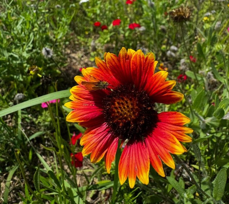 Gaillardia Adds Warm Spring Color