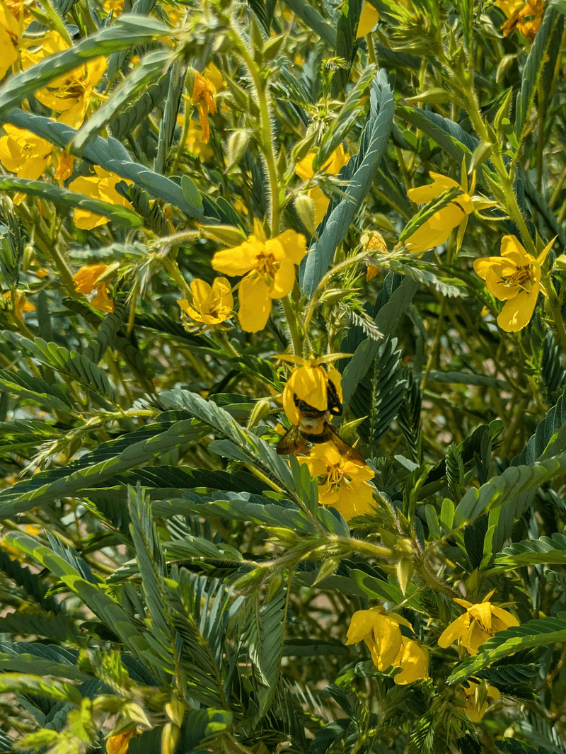 Partridge Pea Boosts Insect Activity Around The Soil