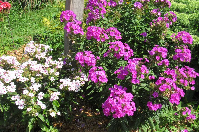 Garden Phlox Needs Full Sun To Really Perform