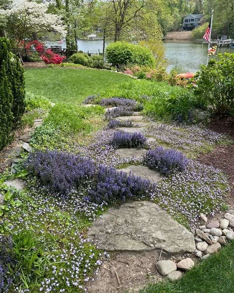 Ajuga (Bugleweed)