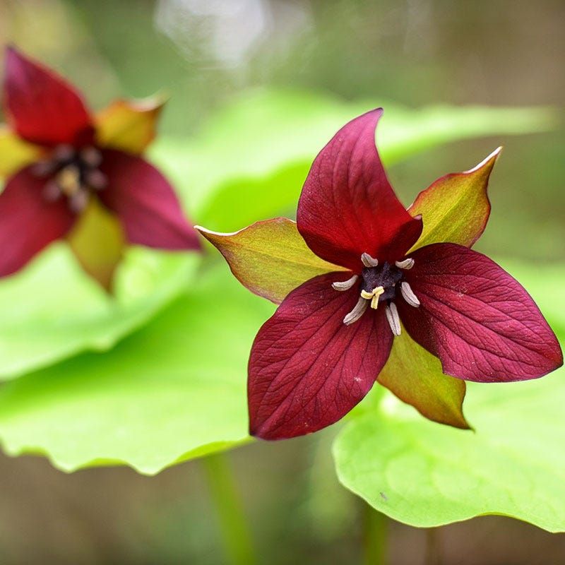 Deep Red Blooms Help Red Trillium Stand Out In Spring