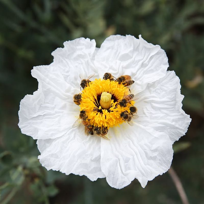 Matilija Poppy