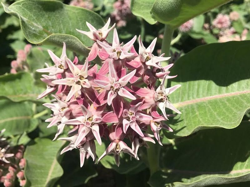 Showy Milkweed