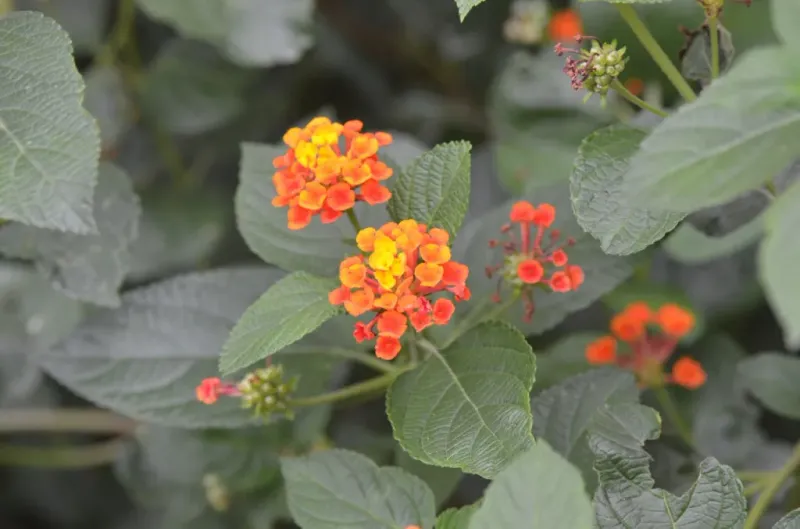 Trailing Lantana (Lantana Urticoides)