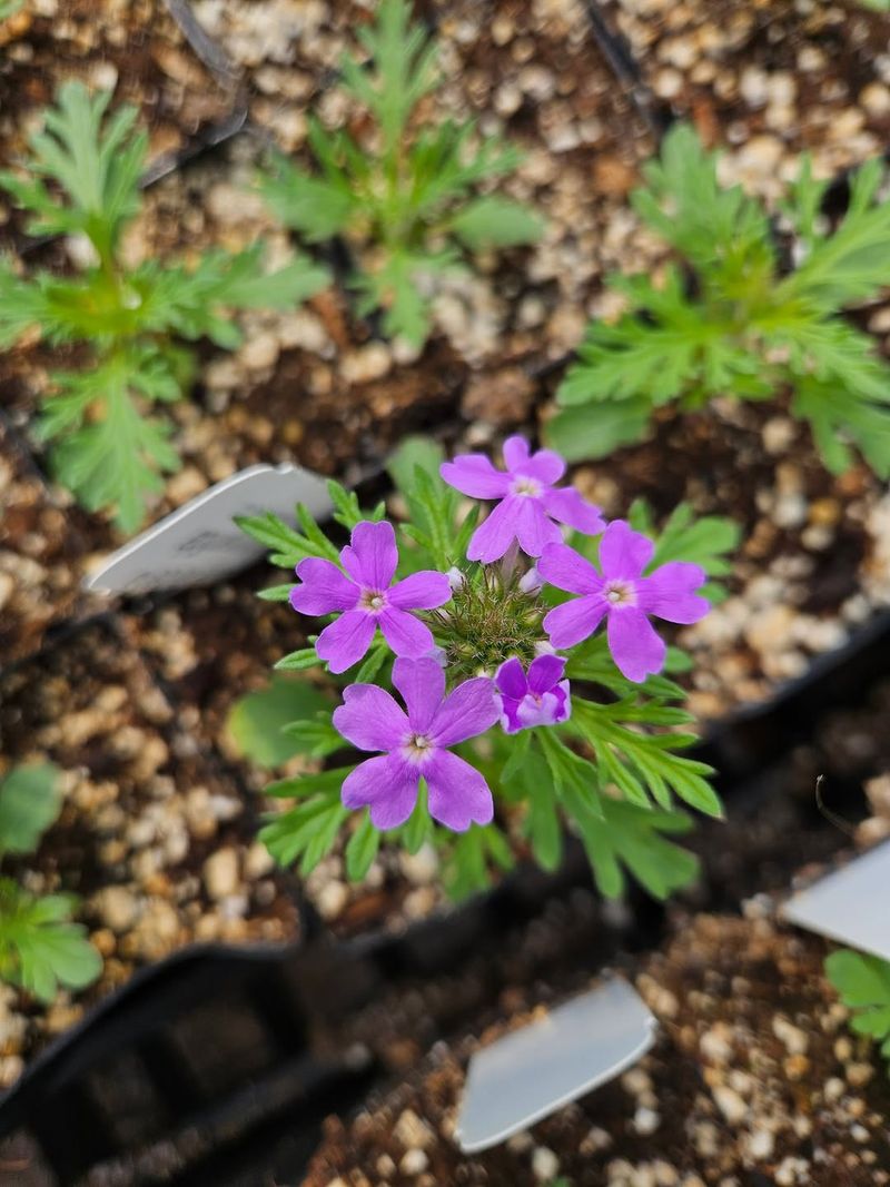 Prairie Verbena 