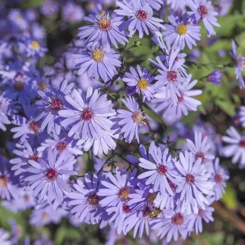 Fall Aster
