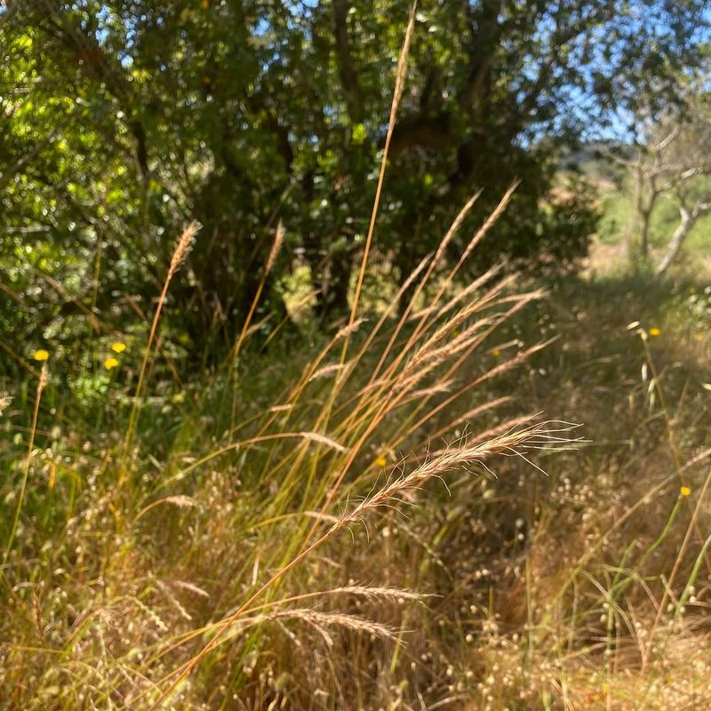 California Oatgrass