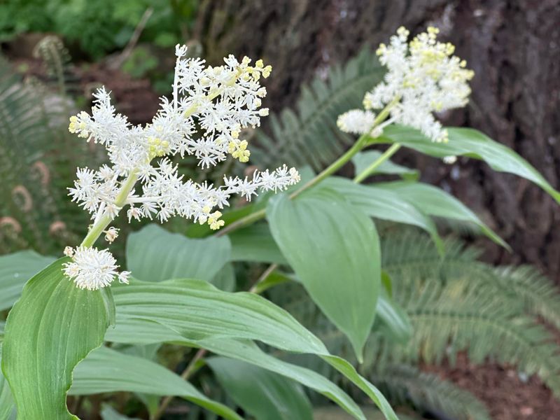 Choose Oregon-Friendly Plants