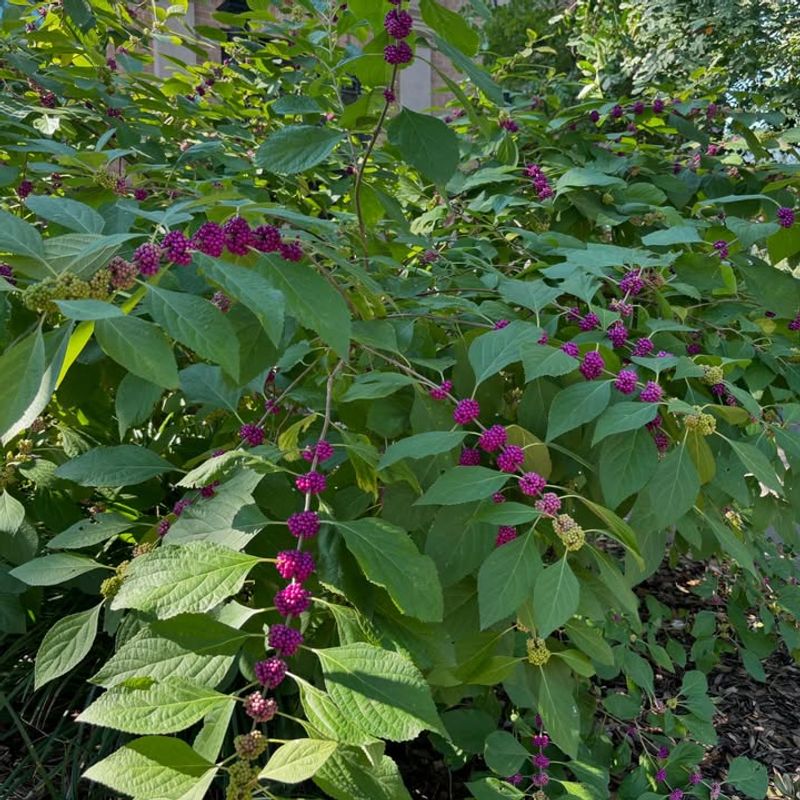 Stays Low Maintenance Once Fully Established