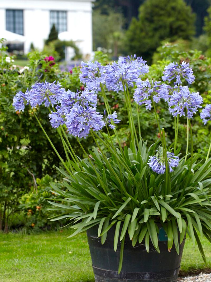 Drought Tolerant Once Established