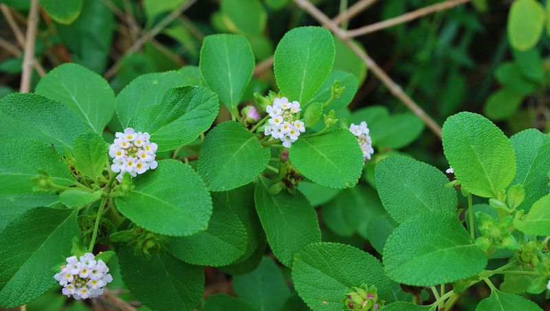 Why More Gardeners Are Choosing It This April