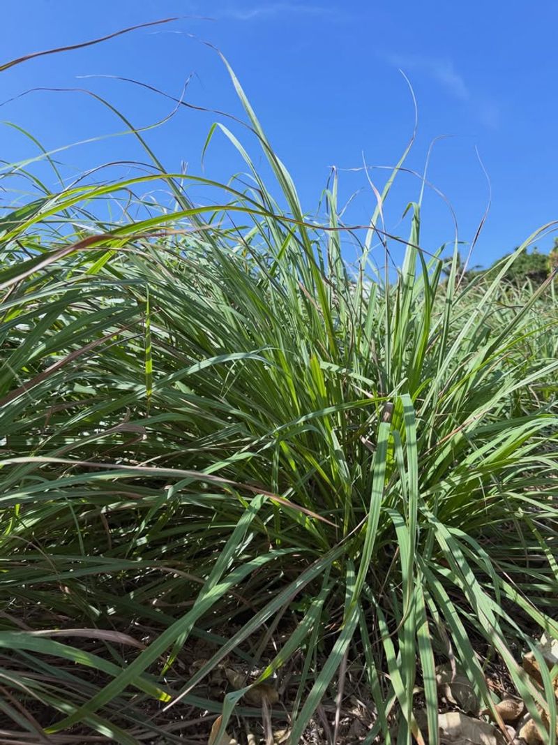 Naturally Aromatic And A Sensory Garden Treat