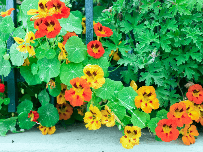 Fast Growing Habit Fills Empty Garden Spaces Quickly