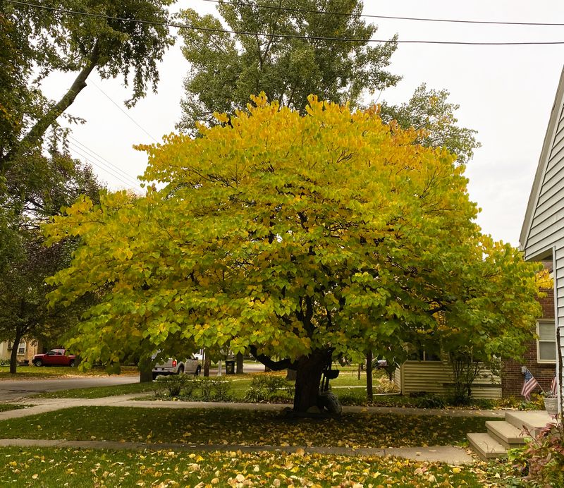 Golden Fall Color Adds Late Season Interest
