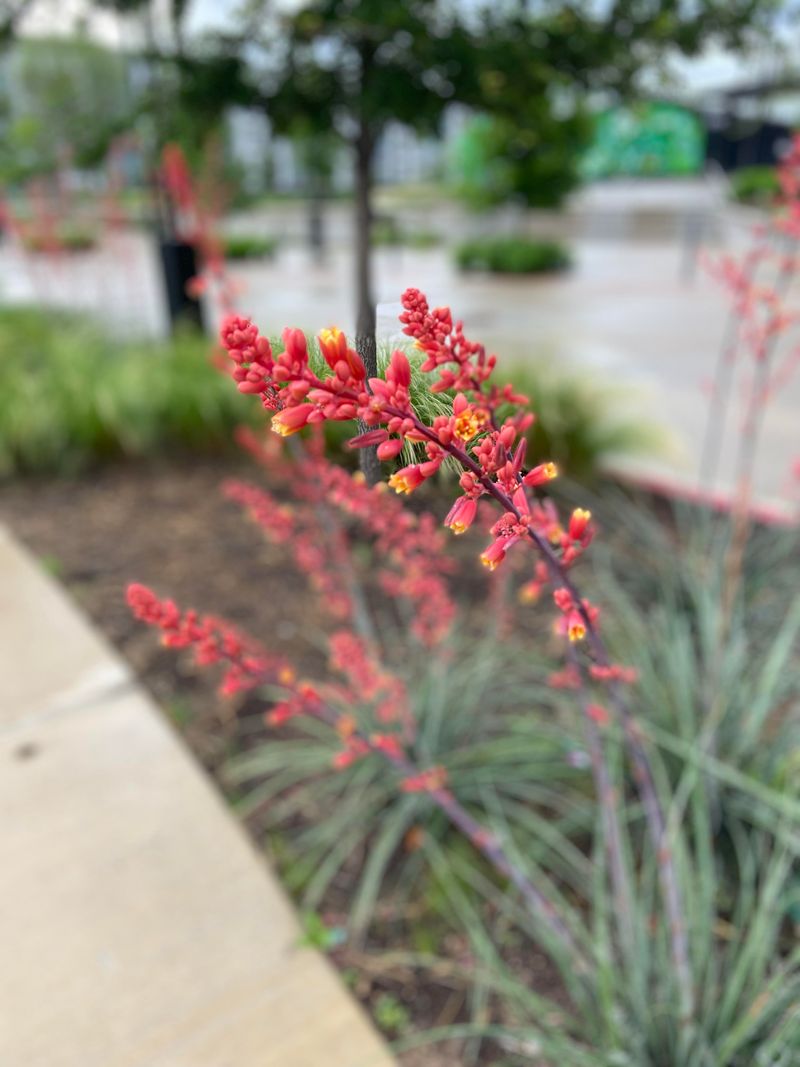 Produces Tall Showy Flower Spikes