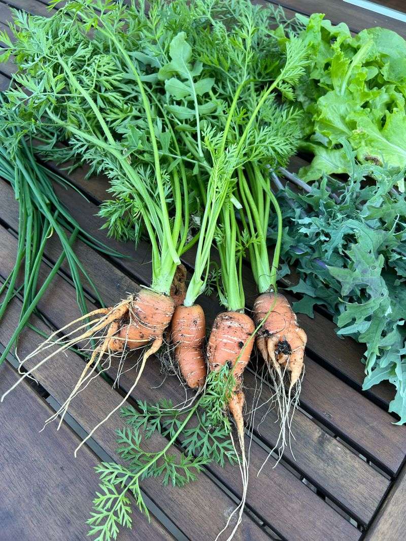 Harvesting Too Early