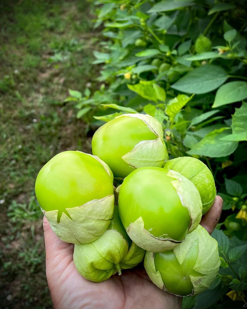 Tomatillo Handles Warm Conditions And Keeps Producing
