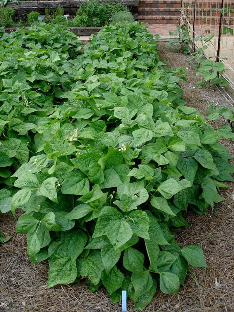 Bush Beans Grow Fast In Warm Spring Soil