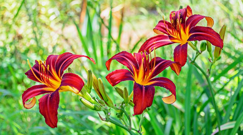 Daylily
