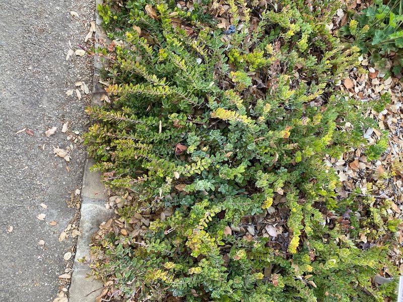 Carmel Sur Manzanita