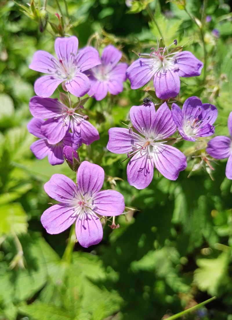 Cranesbill Geranium