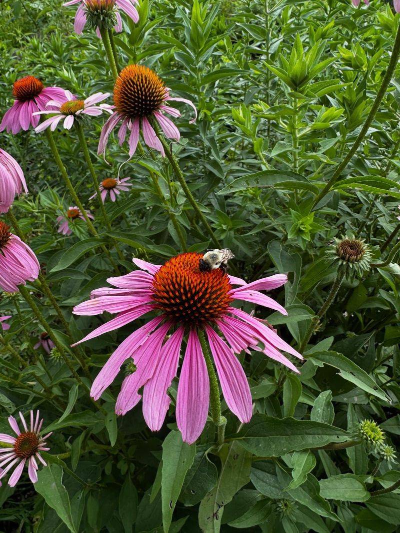 Coneflower (Echinacea)