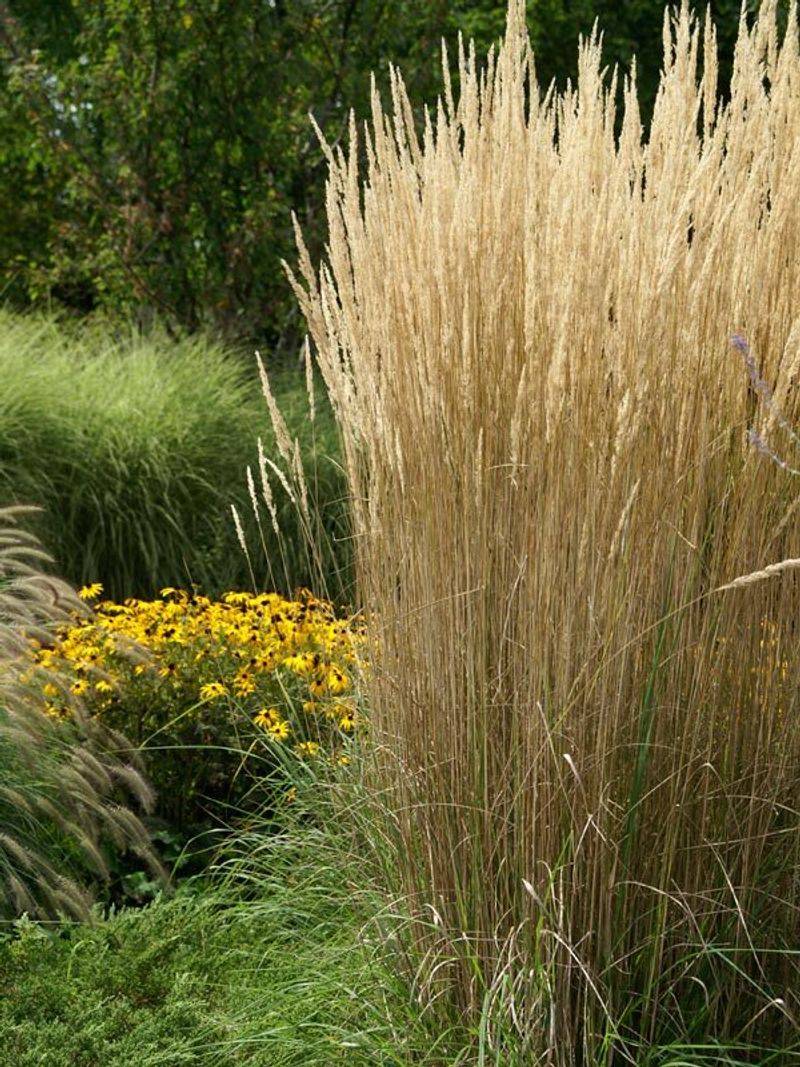 Ornamental Grasses 
