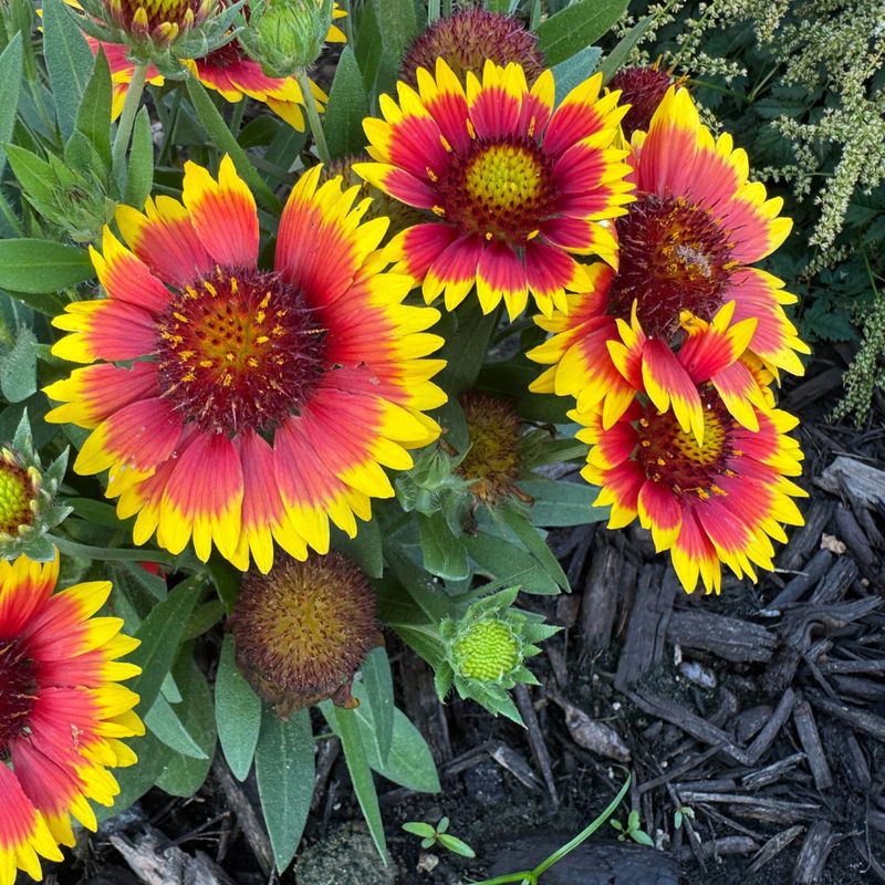 Blanket Flower