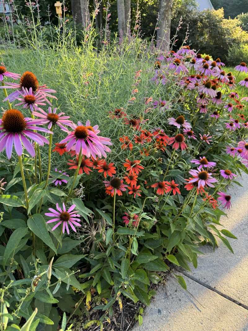 Echinacea