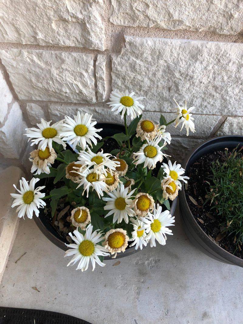 Shasta Daisy