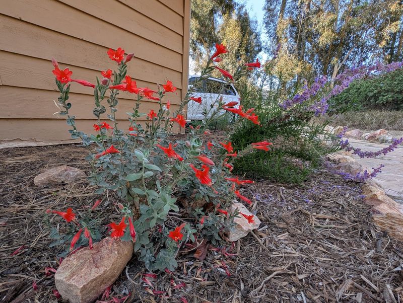 California Fuchsia
