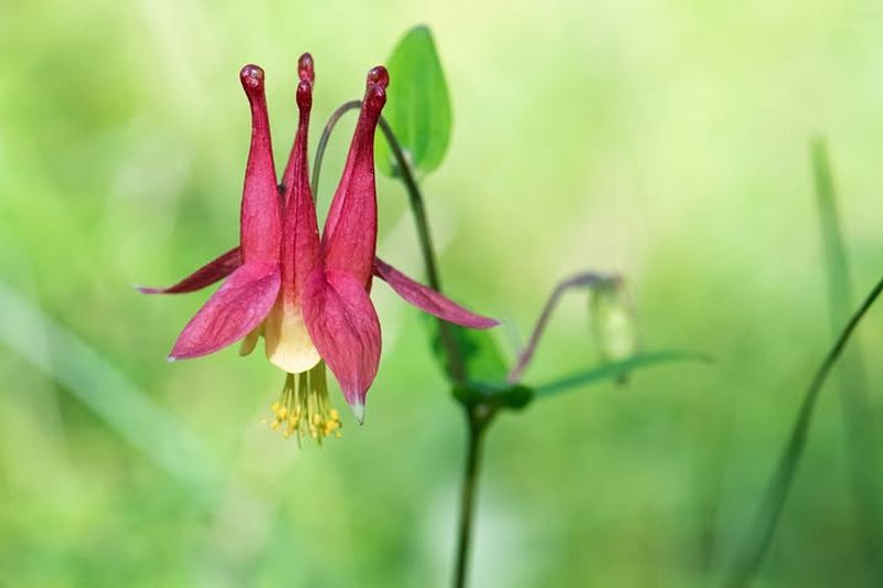 Wild Columbine (Aquilegia Canadensis)