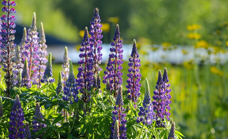 Lupines