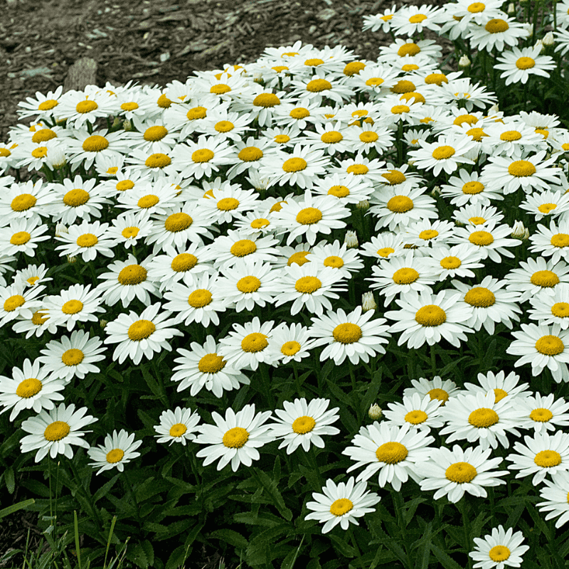 Shasta Daisy (Leucanthemum X Superbum)