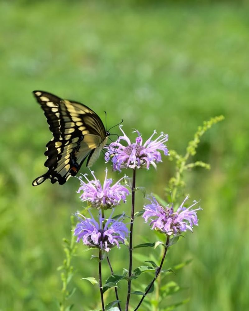 Bee Balm (Monarda fistulosa)