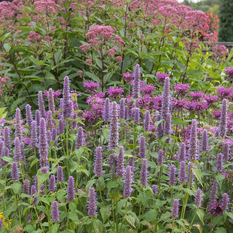 Anise Hyssop Brings Soft Color And Sweet Scent