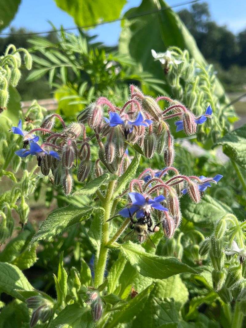 Borage Supports Pollinators That Help Fruit Set