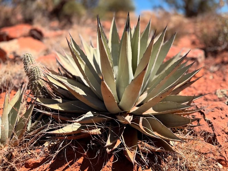 Agave Bold Structure With Almost No Water